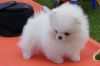 Adorable pomeranian puppy for sale
