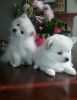 AKC registered Pomeranian puppies
