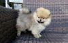 Adorable pom puppies ready to go now