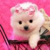 Priceless White Pomeranian Puppy For New Year