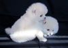 Pomeranian Puppies for adoption