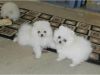Playful Pomeranian puppies