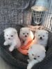 Pomeranian Puppies-Males & Females available-Dad 3.8 lbs Mom 4.6 lbs