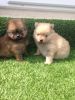 Kc Registered Pomeranian Puppies For Sale
