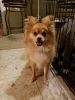 I year old Pomeranian needs to be Re Homed.