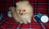 Pomeranian Puppies For Sale.