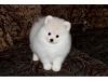 Affectionate Pomeranian Available