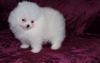 Lovely Pomeranian puppies available