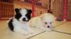 Gorgeous Females and males Pomeranian