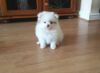 Adorable Pomeranian For Re- Homing