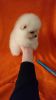 hgbv Pomeranian Puppies for sale