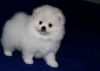 Awesome Pomeranian Puppies