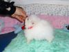 Cute and vet checked Pomeranian Puppies