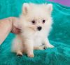 Beautiful white Pomeranian. she is very adorable