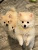 Pomeranian puppies 5 puppies males and females