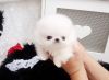 Adorable Micro Pomeranian Puppies For Adoption...