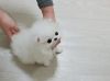 1st Class Tiny Teacup Pomeranian Puppy For Sale (xxx) xxx-xxx2