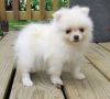 Healthy Purebred Teacup Poms Puppies