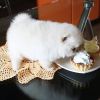 Adorable Pomeranian puppies for rehome