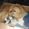 Cute Pomeranian puppies ready for new home
