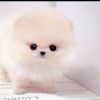 Pomerania mini toy pups for adoption,
