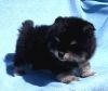 Plush tiny pomeranian puppy male, Teddy Bear