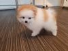 Pomeranian puppies all ready to be adopted