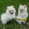 Charming Akc Pomeranian Puppies For Adoption
