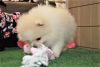 lovely male and female pomeranian puppies