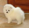 Cute male and female Pomeranian puppies ready to move into a new home