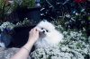 Beautiful Xxs White Pomeranian Girl