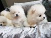 Adorable teacup pomeranian puppies