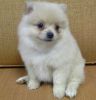 Very Sweet Boy Pomeranian Puppies text (xxx) xxx-xxx7