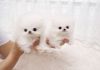 AKC Pocket Size Teddy bear Micro Pomeranian Puppies Available.
