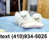 White Rare Boo Pomeranian Boy and Girl For Sale