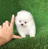 Sweetest Teacup Pomeranian Puppies Available for sale