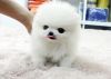 Beautiful Micro Pomeranian Puppy