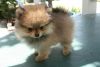 Lovely Pomeranian puppies for Sale