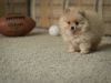 T-cup Pomeranian Puppy