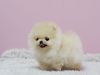 Adorable Creme Brulee ~ Precious short stocky Pomeranian