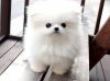 Well raised kid friendly Pomeranian puppies for sale