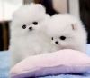 Two Awesome T-Cup Pomeranian Puppies! #(xxx) xxx-xxx7