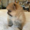 Pomeranian for adoption who needs a great home.