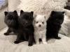5 Rehoming Pomeranian Puppies
