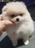 Healthy Teacup white Pomeranian puppies for sale