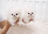 Two Awesome T-Cup Pomeranian Puppies(xxx) xxx-xxx8