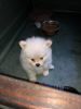 Female Pomeranian puppy for Re homing