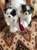 Amazing AKC Pomeranian puppies. Call or text us at +1 3xx xx9-6xx5