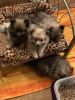 Just in time for Mothers Day -Adorable Feisty Pomerians