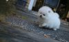 9 weeks old white teacup Pomeranian puppies